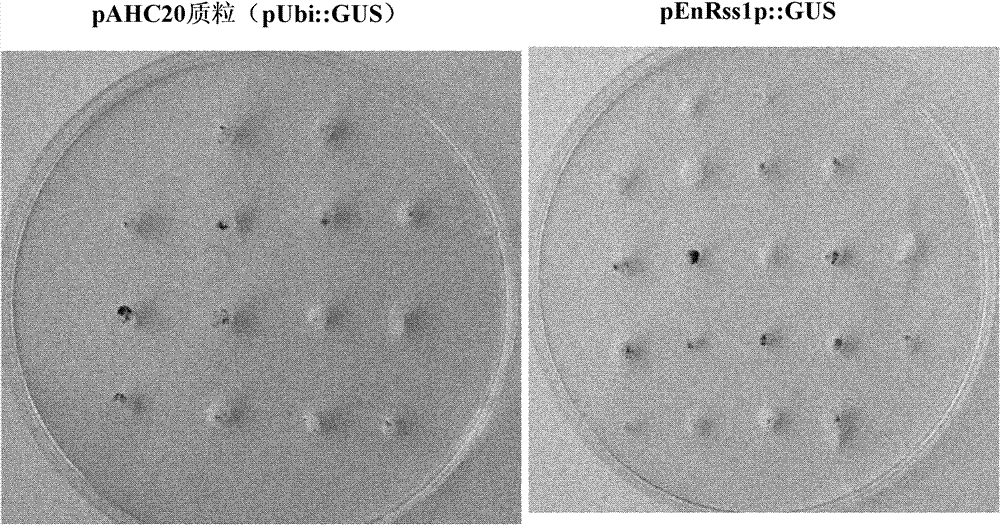 Specific promoter and method for culturing disease-resistant transgenic plant