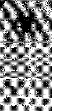 Method for detecting spermatozoon DNA fragment with spermatozoon chromatin diffusion experiment