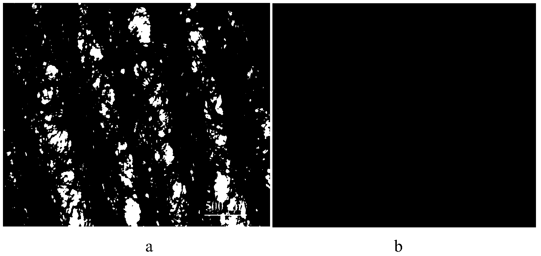 Bacterial cellulose/fabric laminated composite material and preparation method thereof