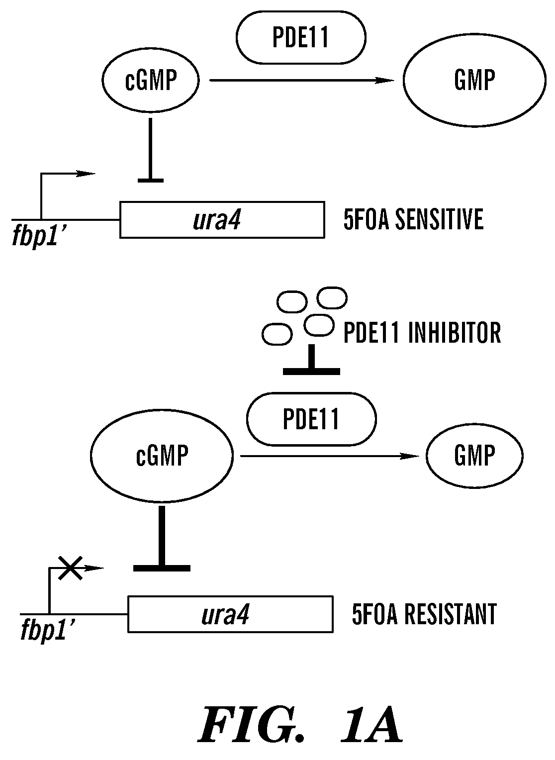 Inhibitors of phosphodiesterase 11 (PDE11)