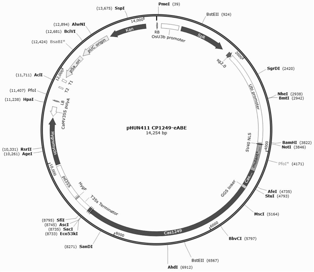 A kind of wide window single base editing gene and its application and breeding method