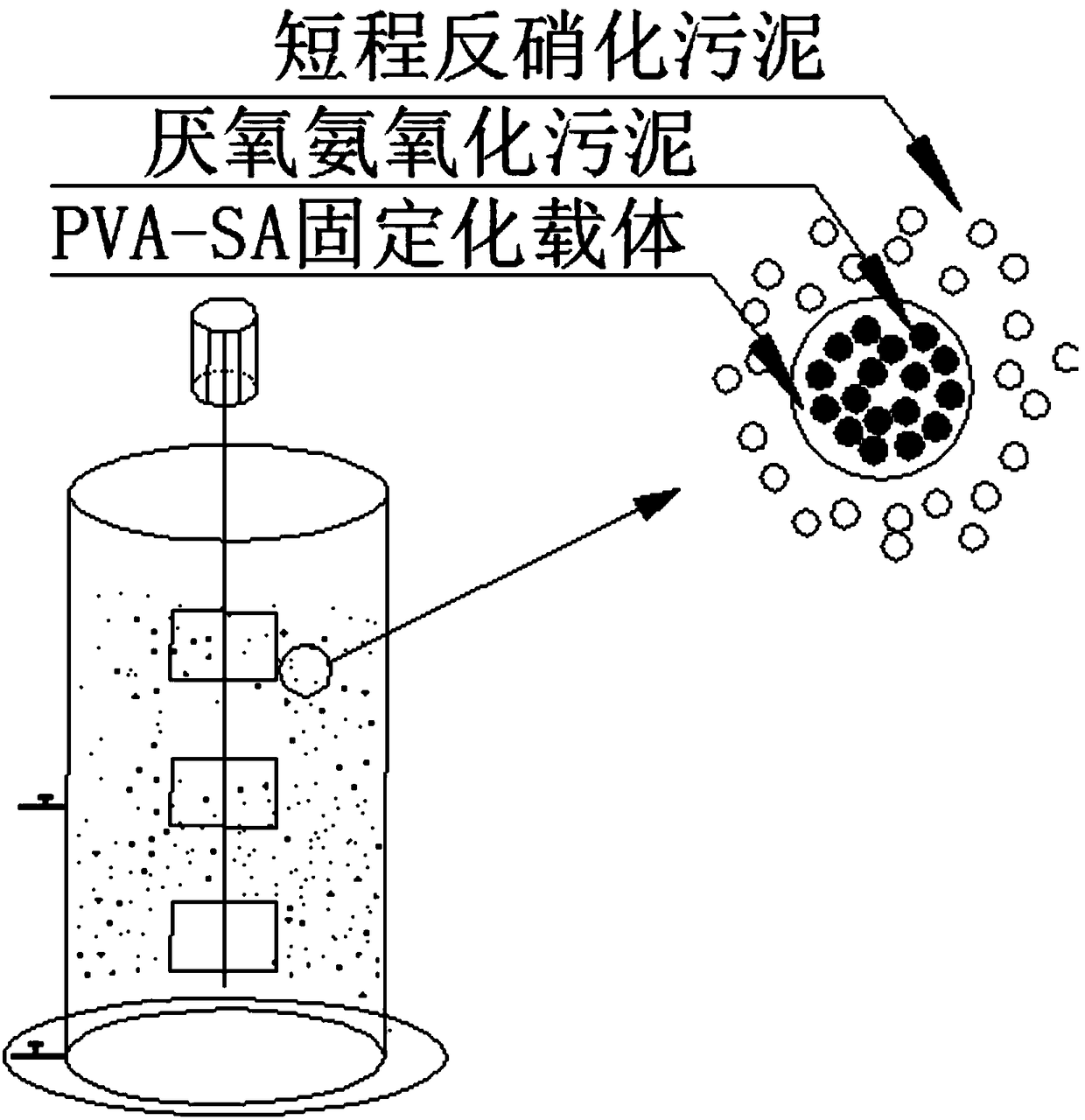 A method for immobilized anaerobic ammonium oxidation coupled with short-range denitrification to treat urban sewage and nitrate wastewater