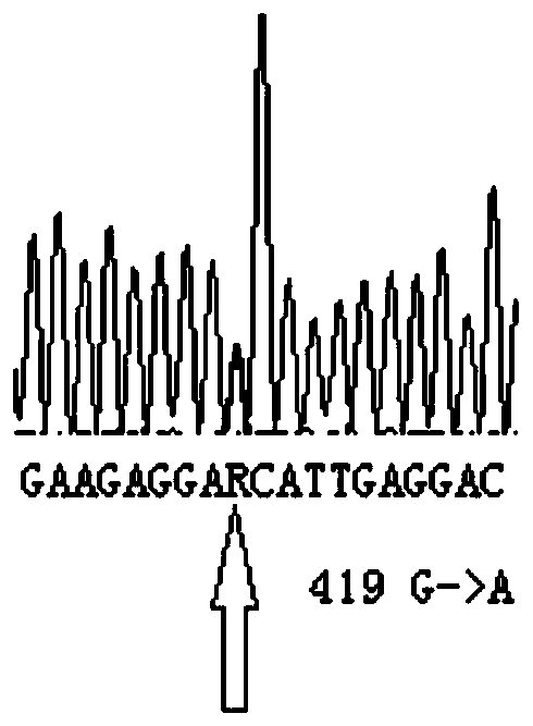 CYP2C9 gene segment comprising 419G&gt; A mutation, encoded protein segment and application thereof