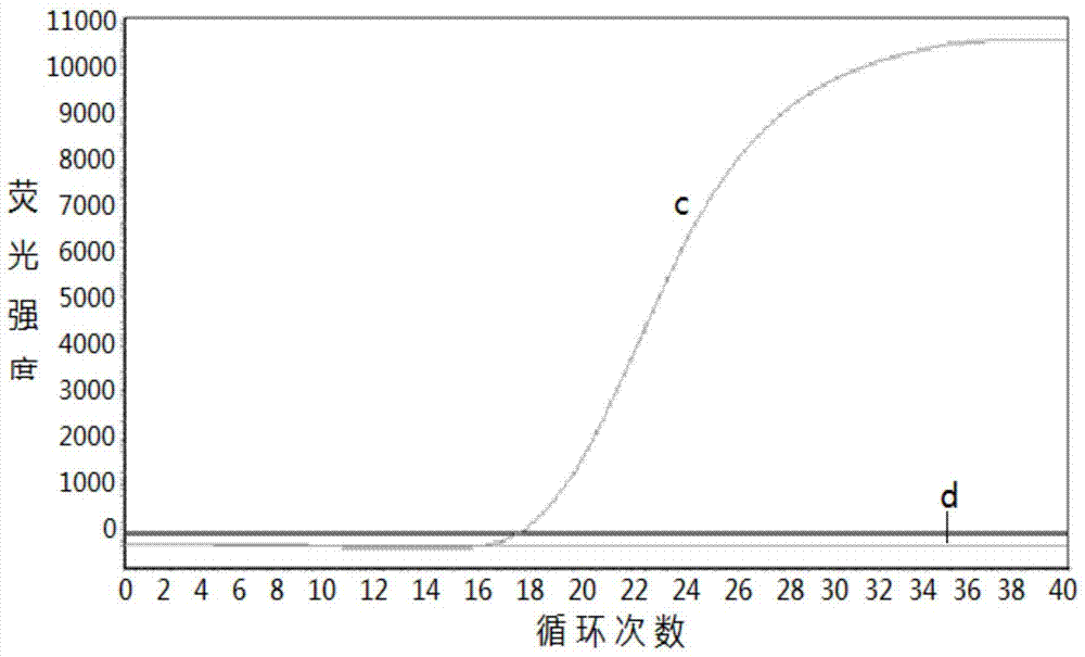 Primers, kit and pcr method for detecting m918t site mutation of ret gene