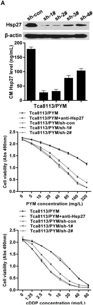 Application of Hsp27 in tolerance diagnosis and treatment for tongue cancer chemotherapy