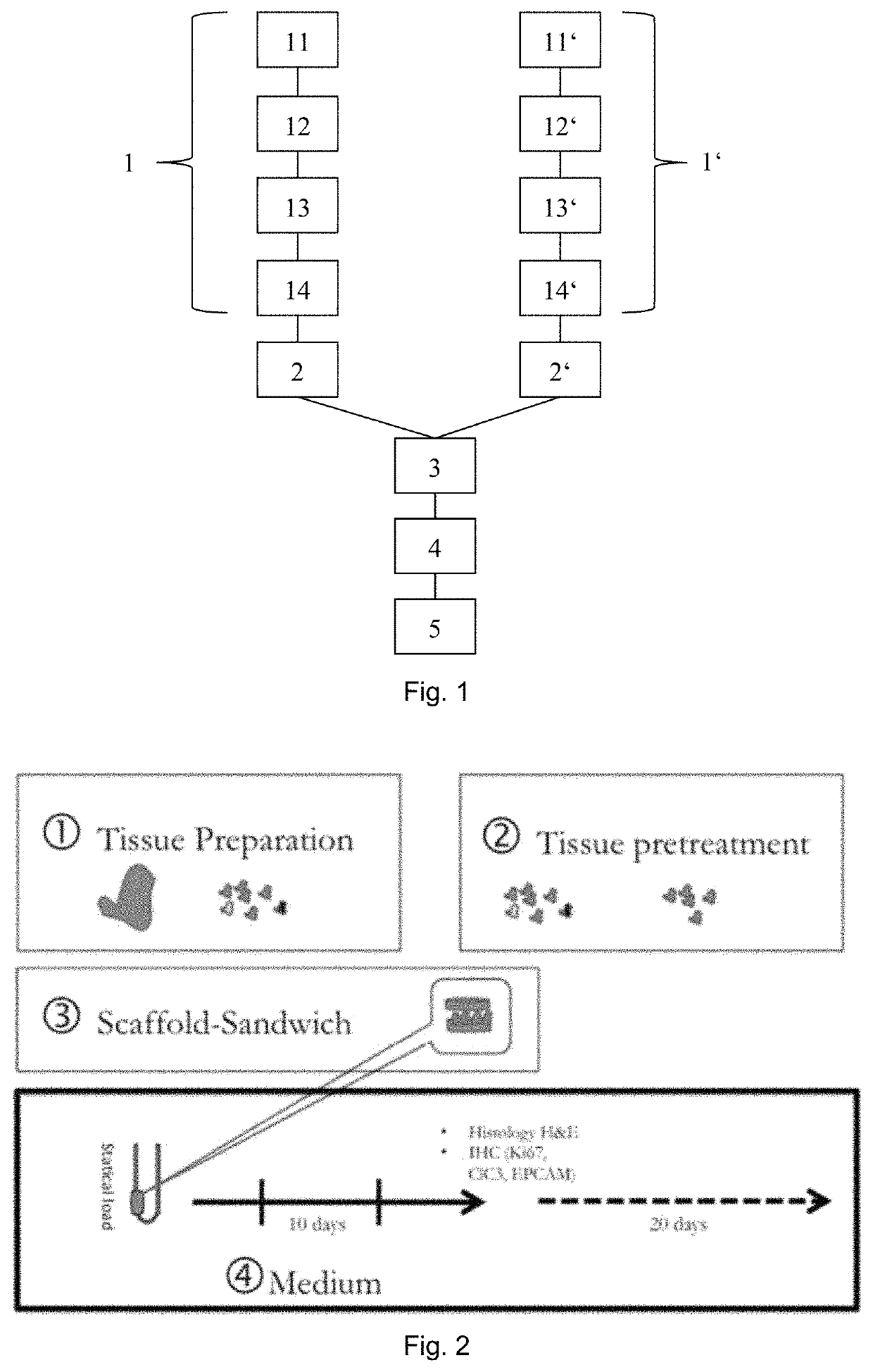 In vitro culturing or expanding human or animal tissue