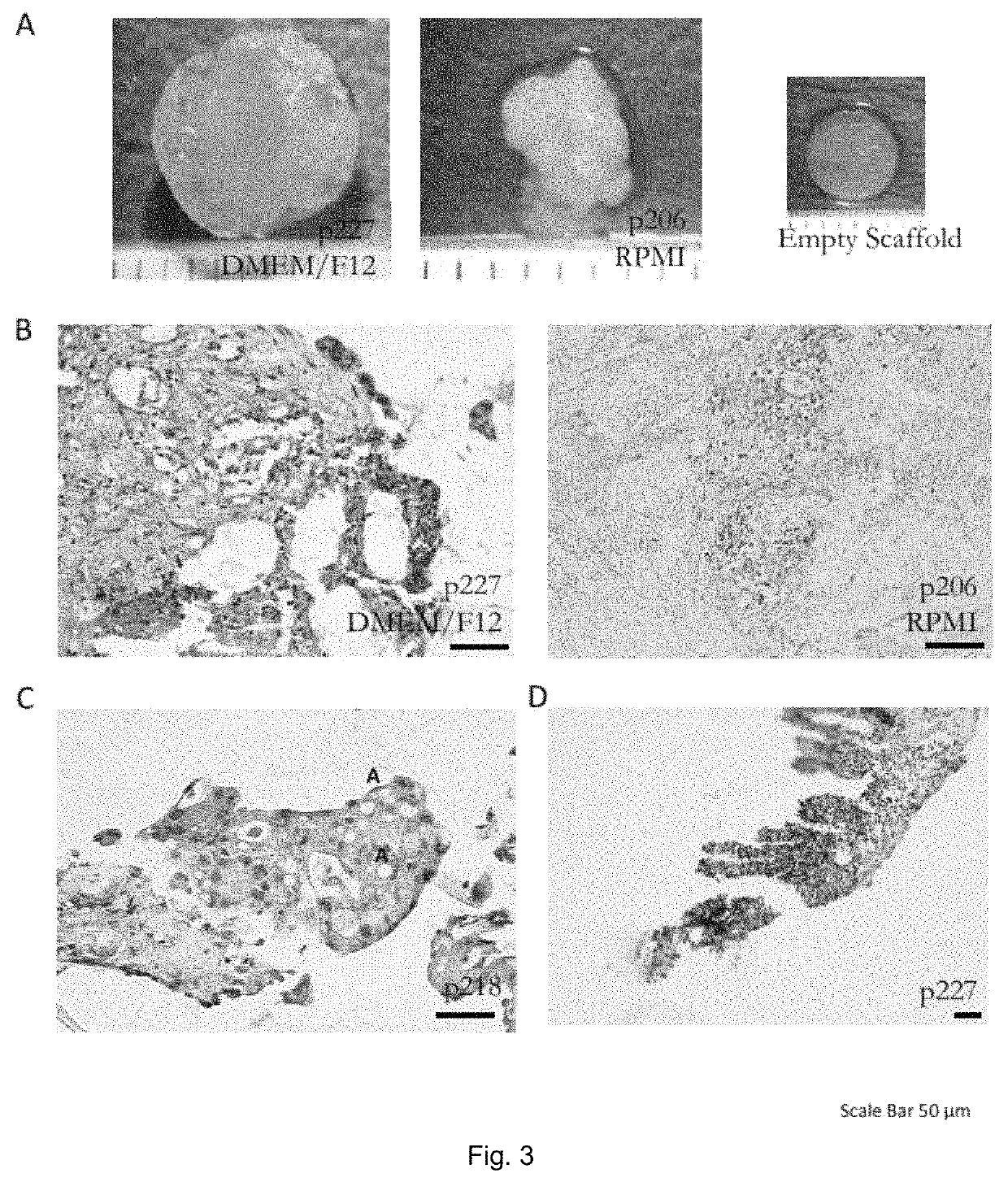 In vitro culturing or expanding human or animal tissue