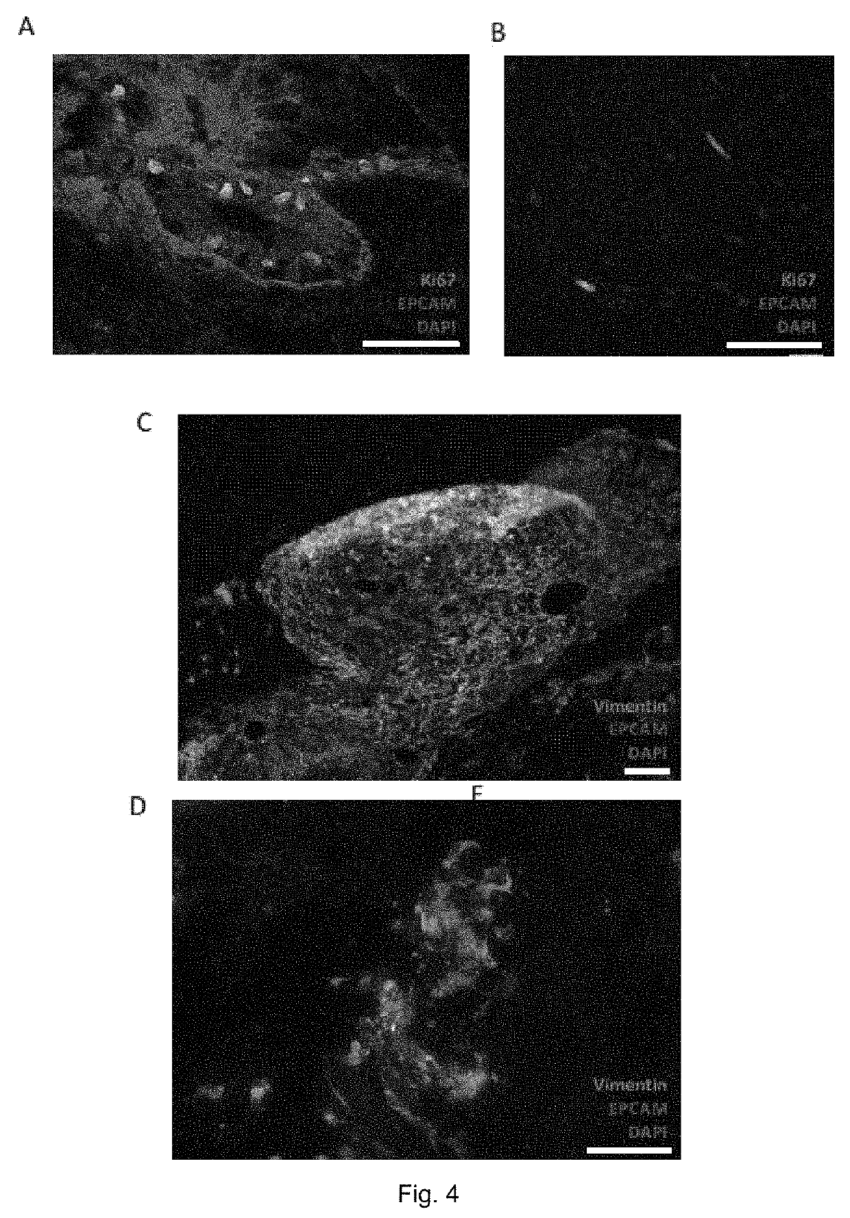 In vitro culturing or expanding human or animal tissue