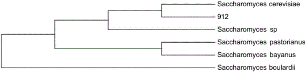 Saccharomyces cerevisiae degrading zearalenone toxins and application thereof