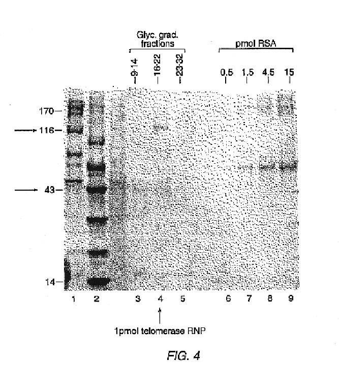 Method for detecting polynucleotides encoding telomerase
