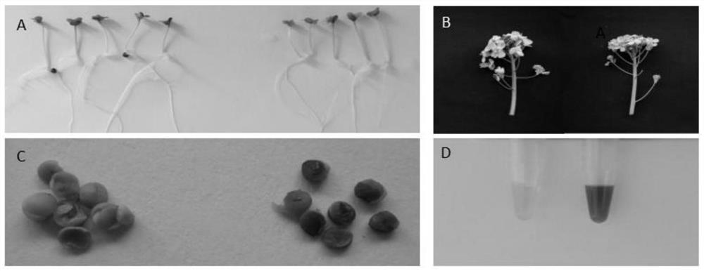 Fusion gene expressing keto carotenoid, recombinant vector and application thereof