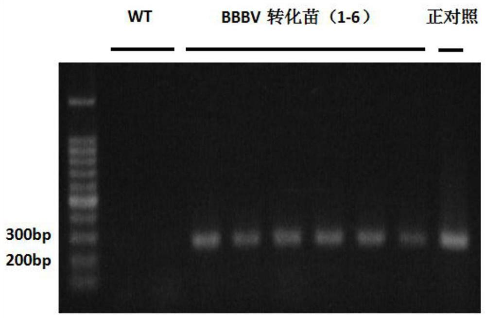 Fusion gene expressing keto carotenoid, recombinant vector and application thereof