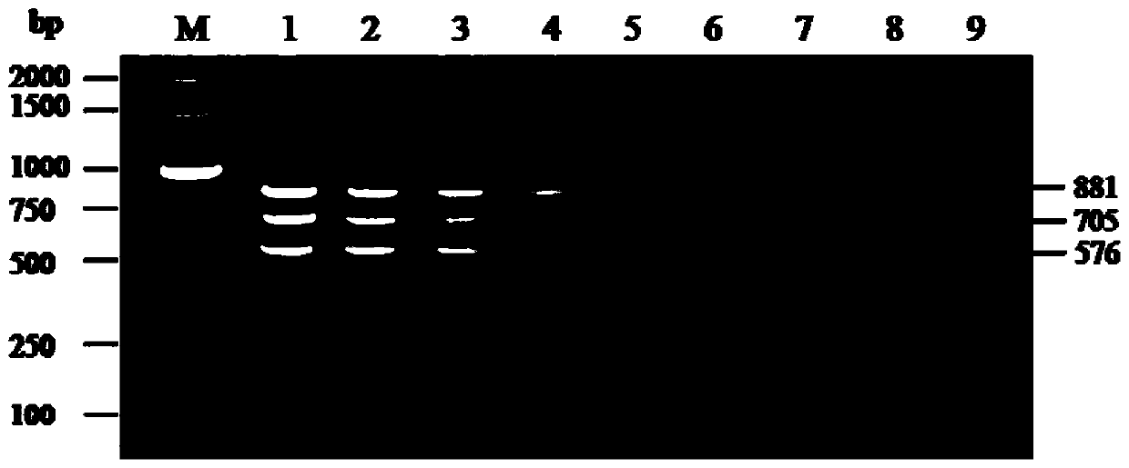 One-step triple RT-PCR detection primer for distinguishing CHUV, BCV and DAV and kit thereof