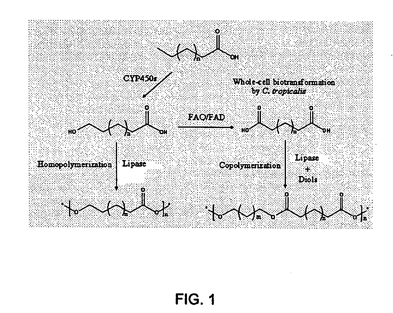 Method for preparing long-chain hydroxyacids, diacids and oligomers and polymers thereof