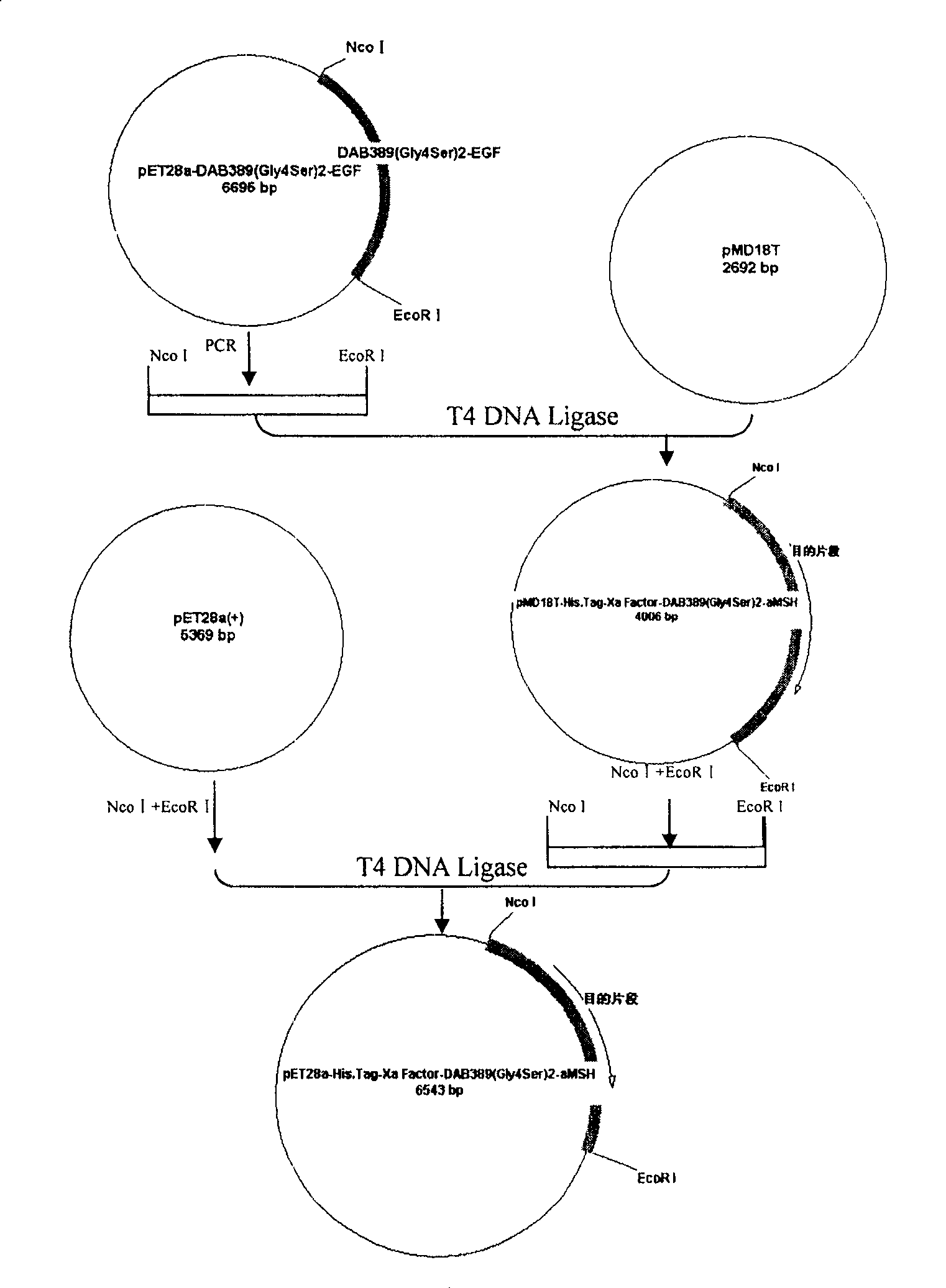 Recombined diphtheria toxin, preparation method, and application