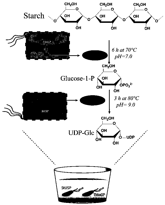 Biosynthesis method of uridine diphosphate glucose and uridine diphosphate glucuronic acid