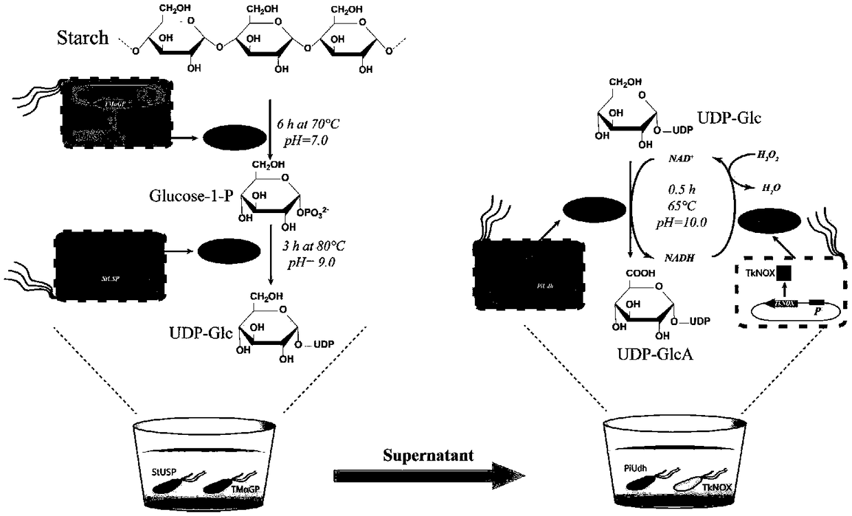 Biosynthesis method of uridine diphosphate glucose and uridine diphosphate glucuronic acid