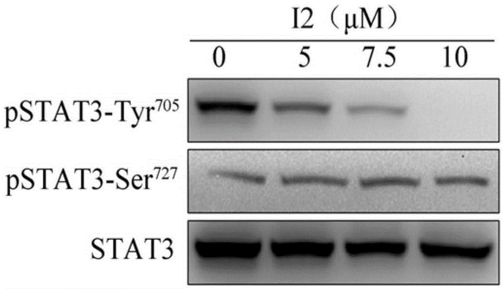 Application of picrolactone p in the preparation of antitumor drugs