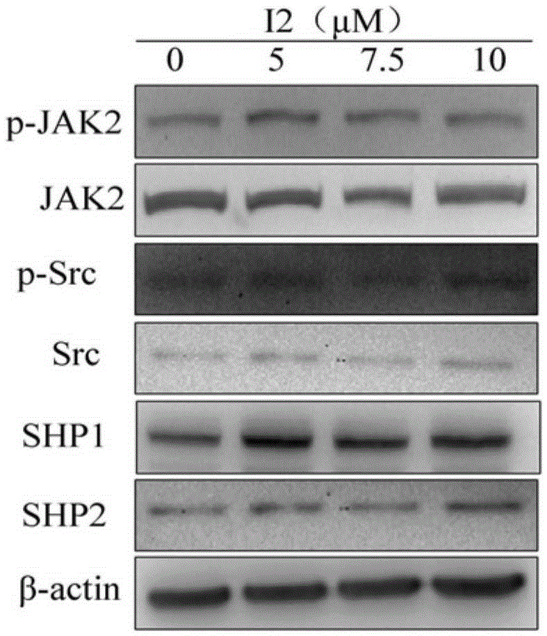 Application of picrolactone p in the preparation of antitumor drugs