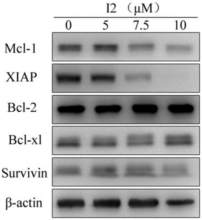 Application of picrolactone p in the preparation of antitumor drugs