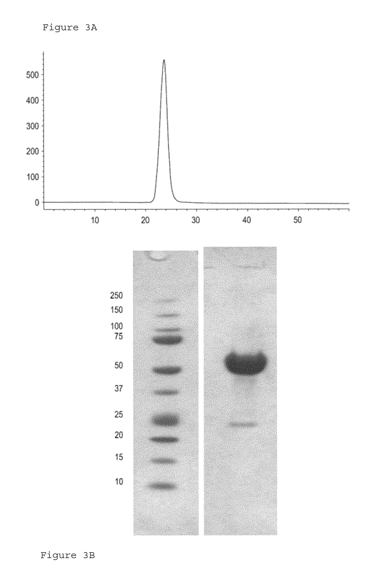 Methods for treating ulcers in thalassemia syndrome with an ActRIIB polypeptide