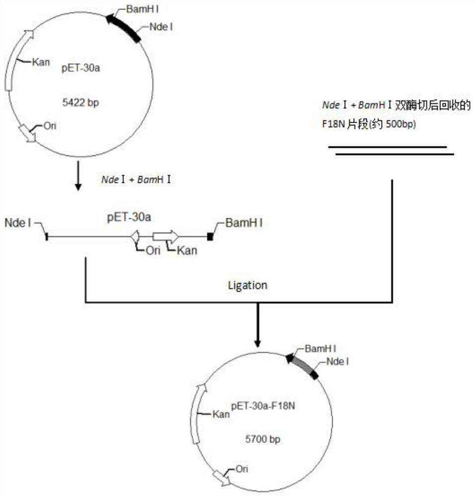 A kind of human fibroblast growth factor 18 and its soluble recombinant expression method, preparation method, preparation and application