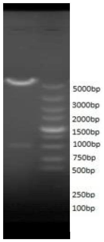 A kind of human fibroblast growth factor 18 and its soluble recombinant expression method, preparation method, preparation and application