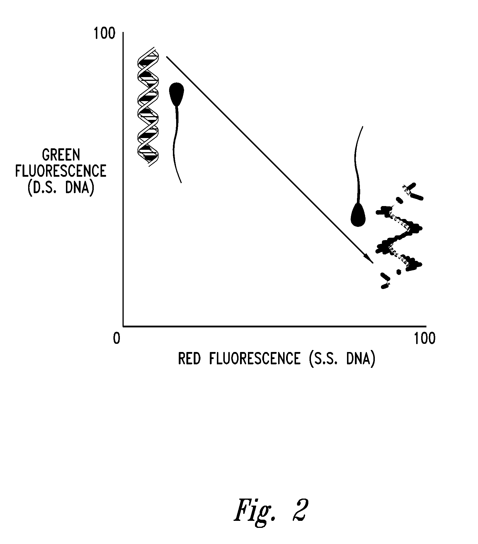 Methods and compositions to improve germ cell and embryo survival and function