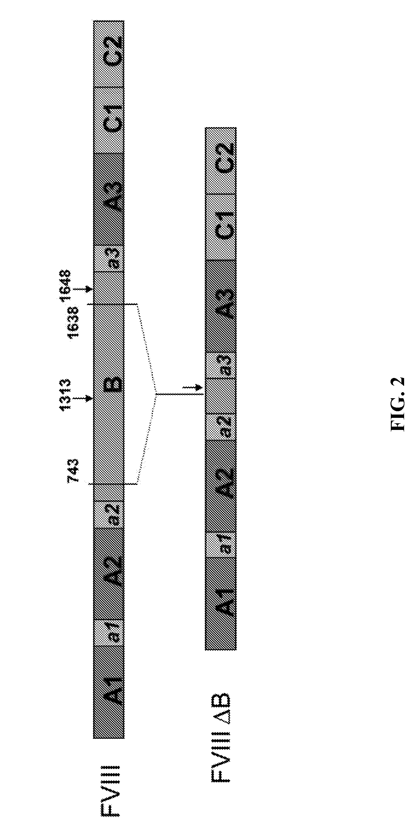 Cell line expressing single chain factor viii polypeptides and uses thereof