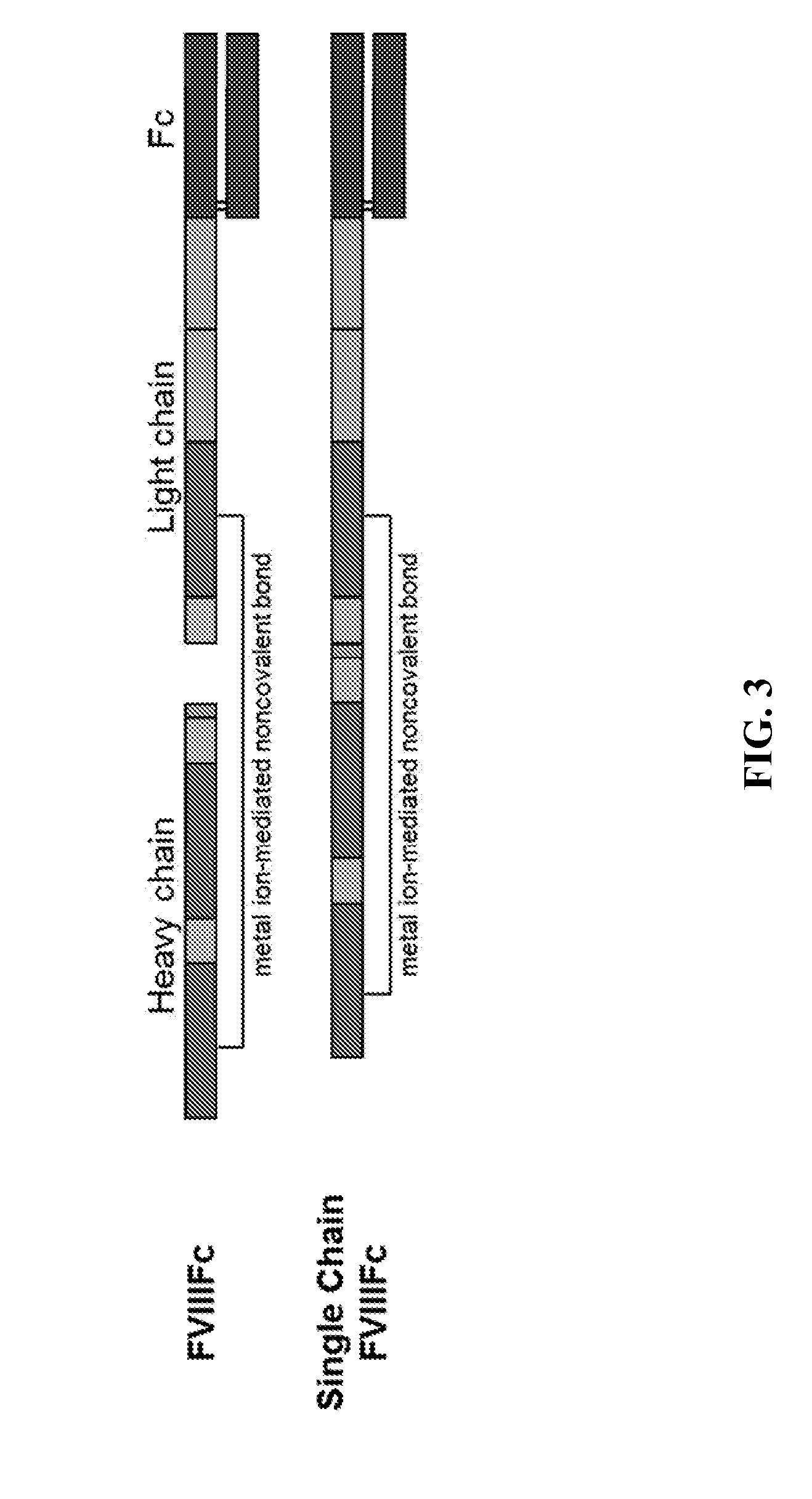 Cell line expressing single chain factor viii polypeptides and uses thereof