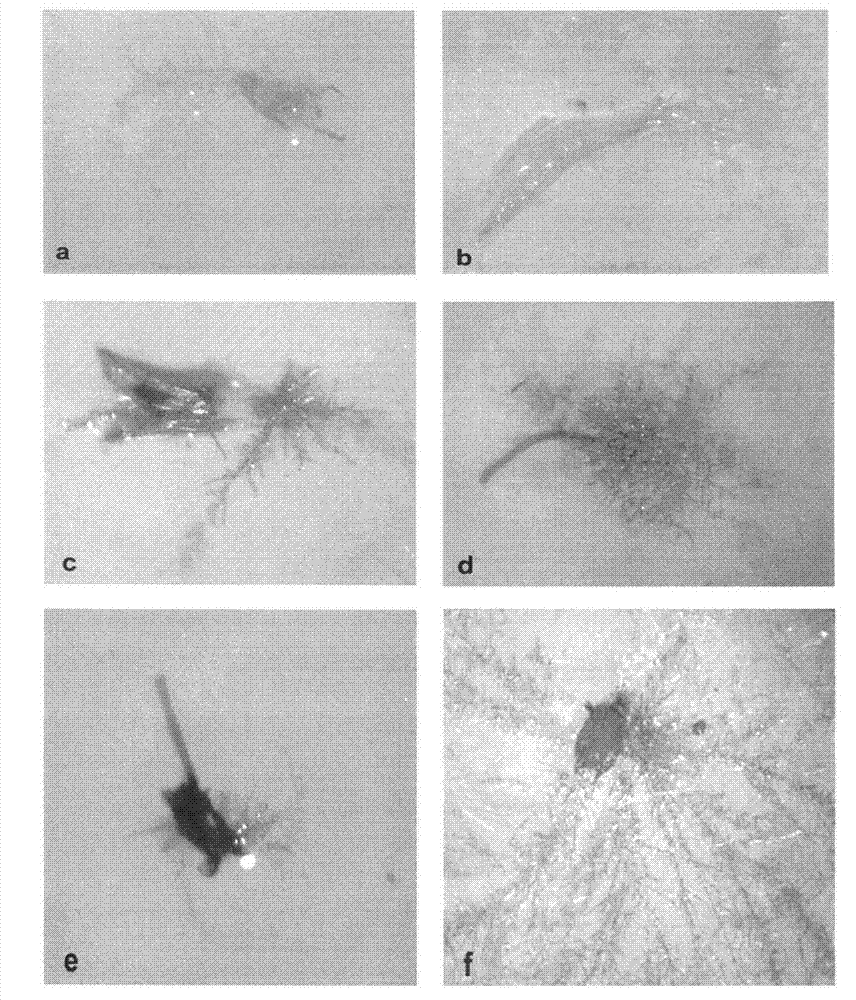 Methods for culturing and preserving syntrichia caninervis mitt. protonemata