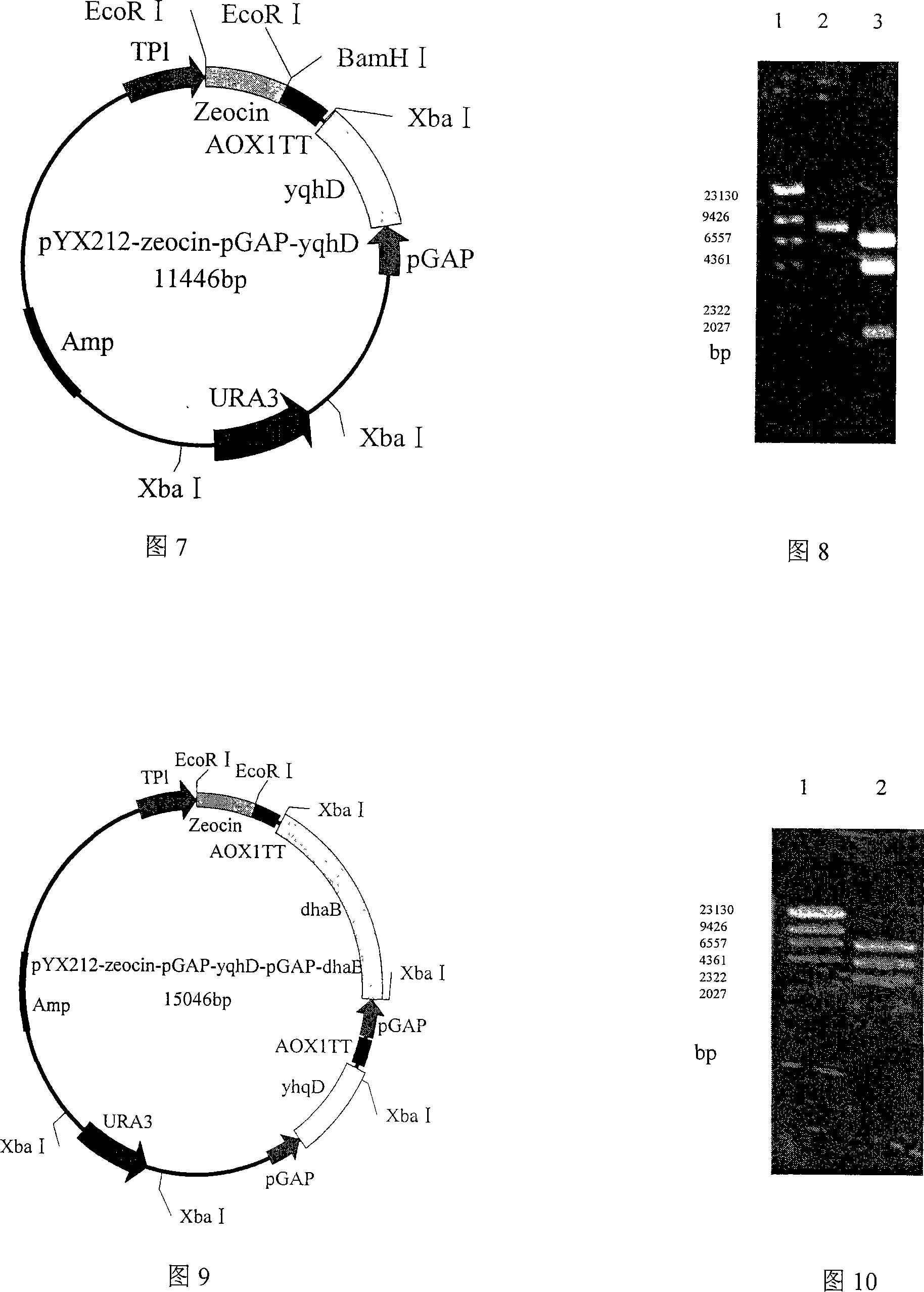 Construction method for producing 1,3-trimethylene glycol regrouping saccharomyces cerevisiae with glucose as substrate