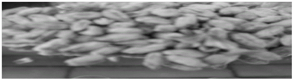 Method for testing disease resistant performance of wheat species through fungi bed germination and applications thereof