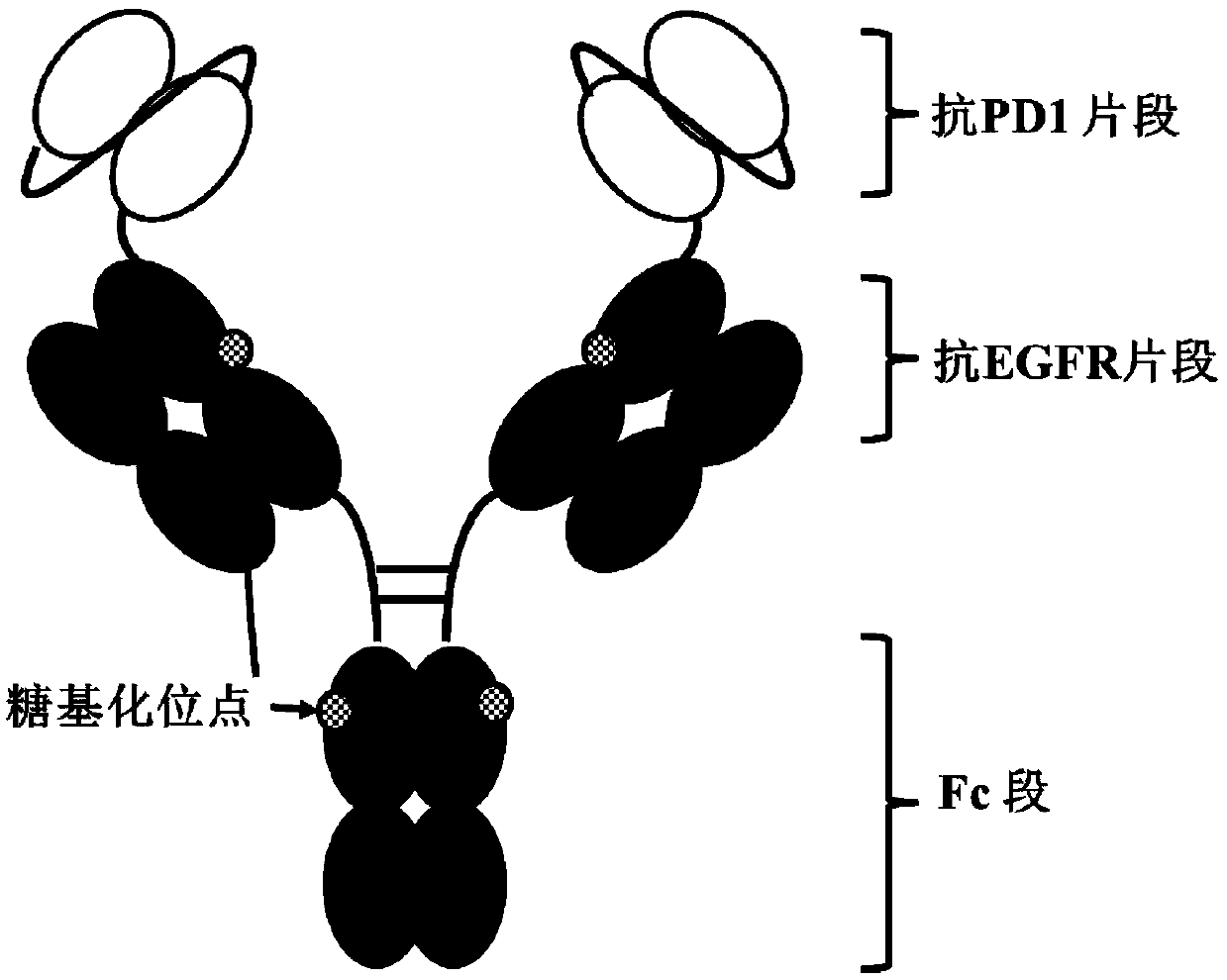 Anti-EGFR/PD-1 bispecific antibody