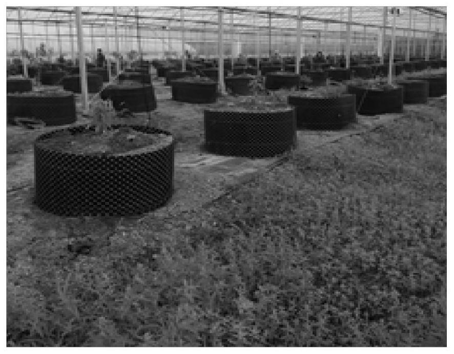 A method for planting fruit trees with a root control device in a facility
