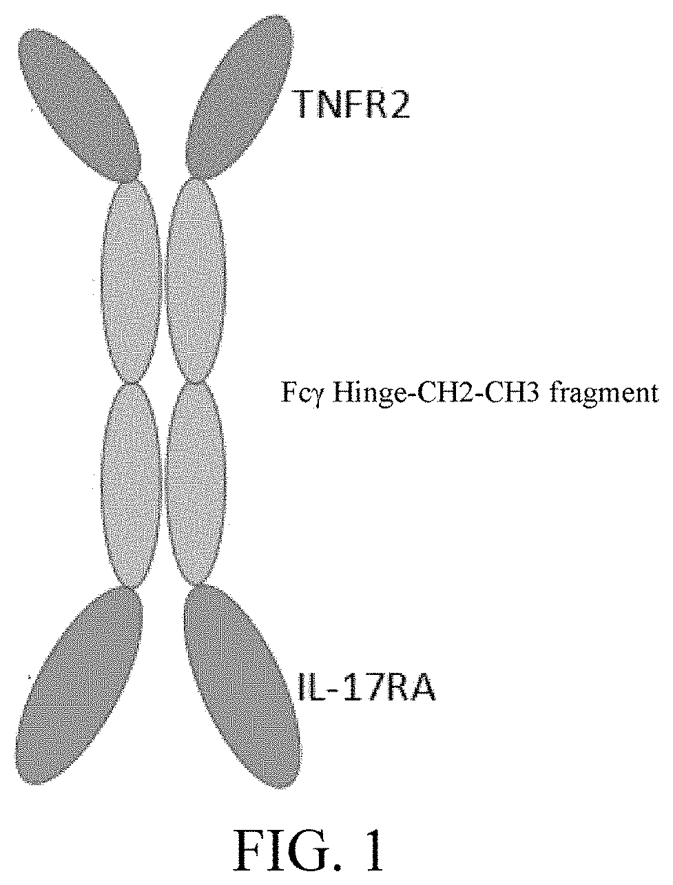 BISPECIFIC FUSION PROTEIN FOR IL-17 AND TNF-alpha