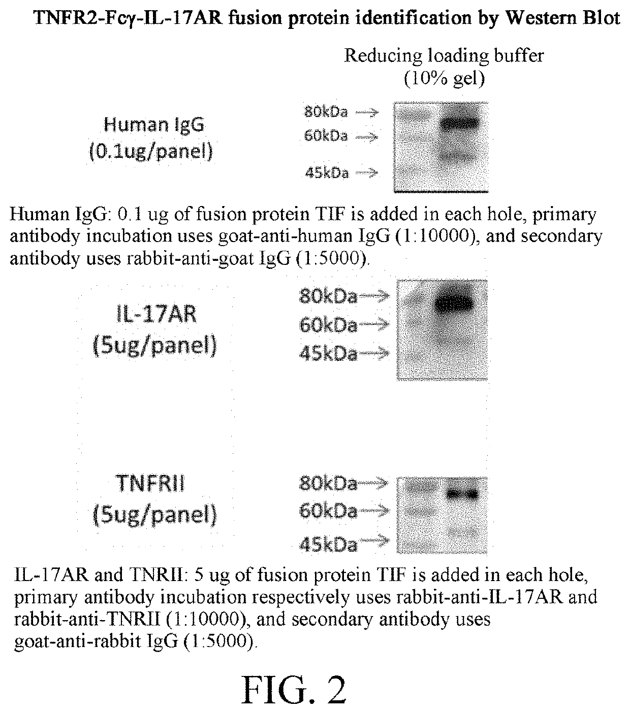 BISPECIFIC FUSION PROTEIN FOR IL-17 AND TNF-alpha