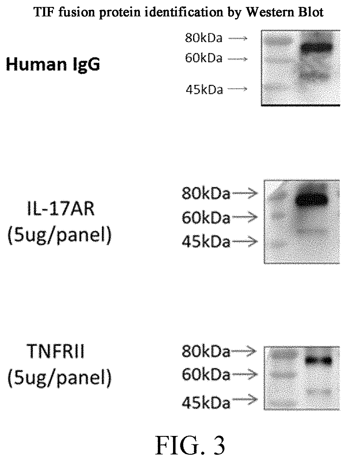 BISPECIFIC FUSION PROTEIN FOR IL-17 AND TNF-alpha