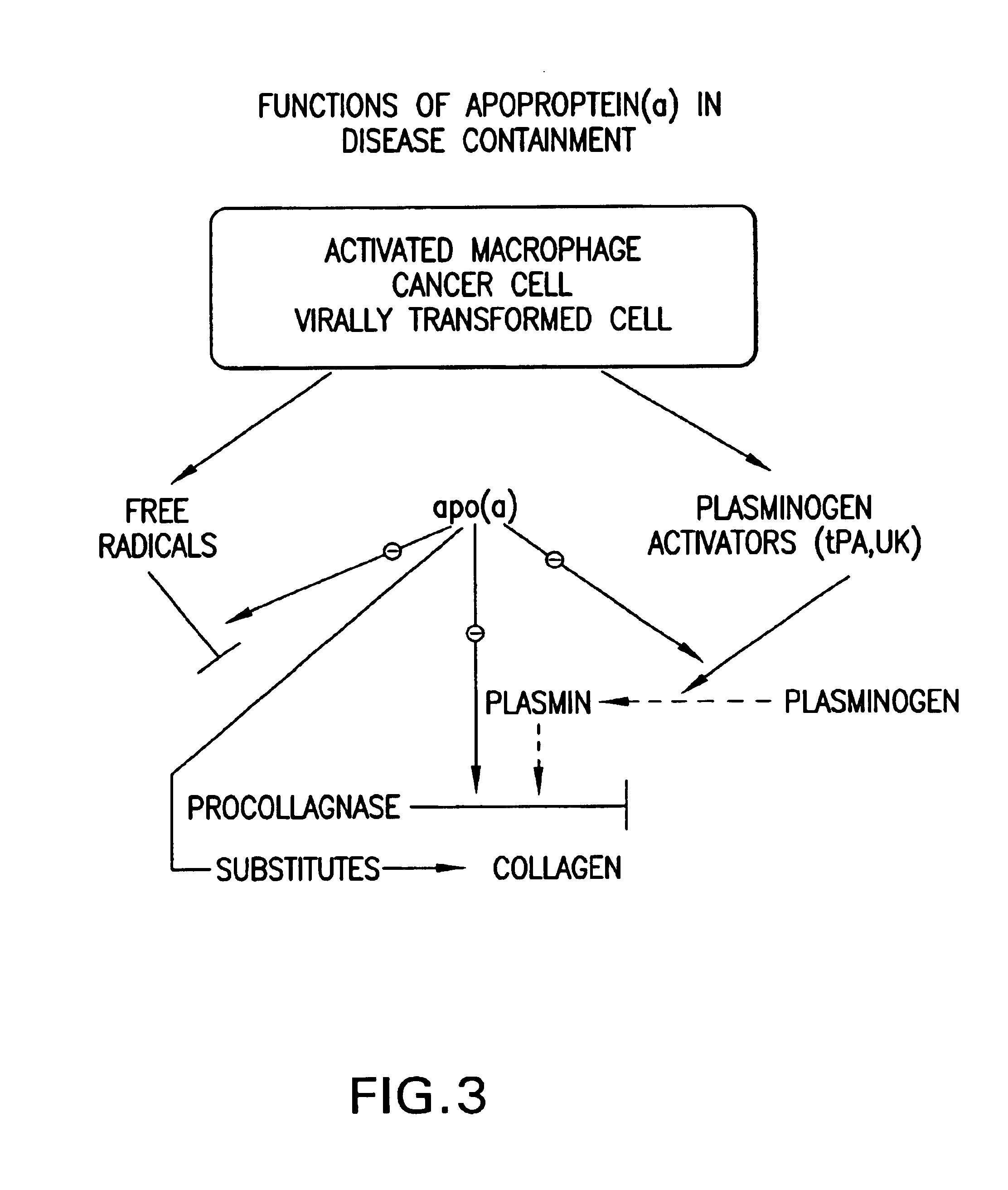 Synergistic compositions comprising ascobate and lysine for states related to extra cellular matrix degeneration