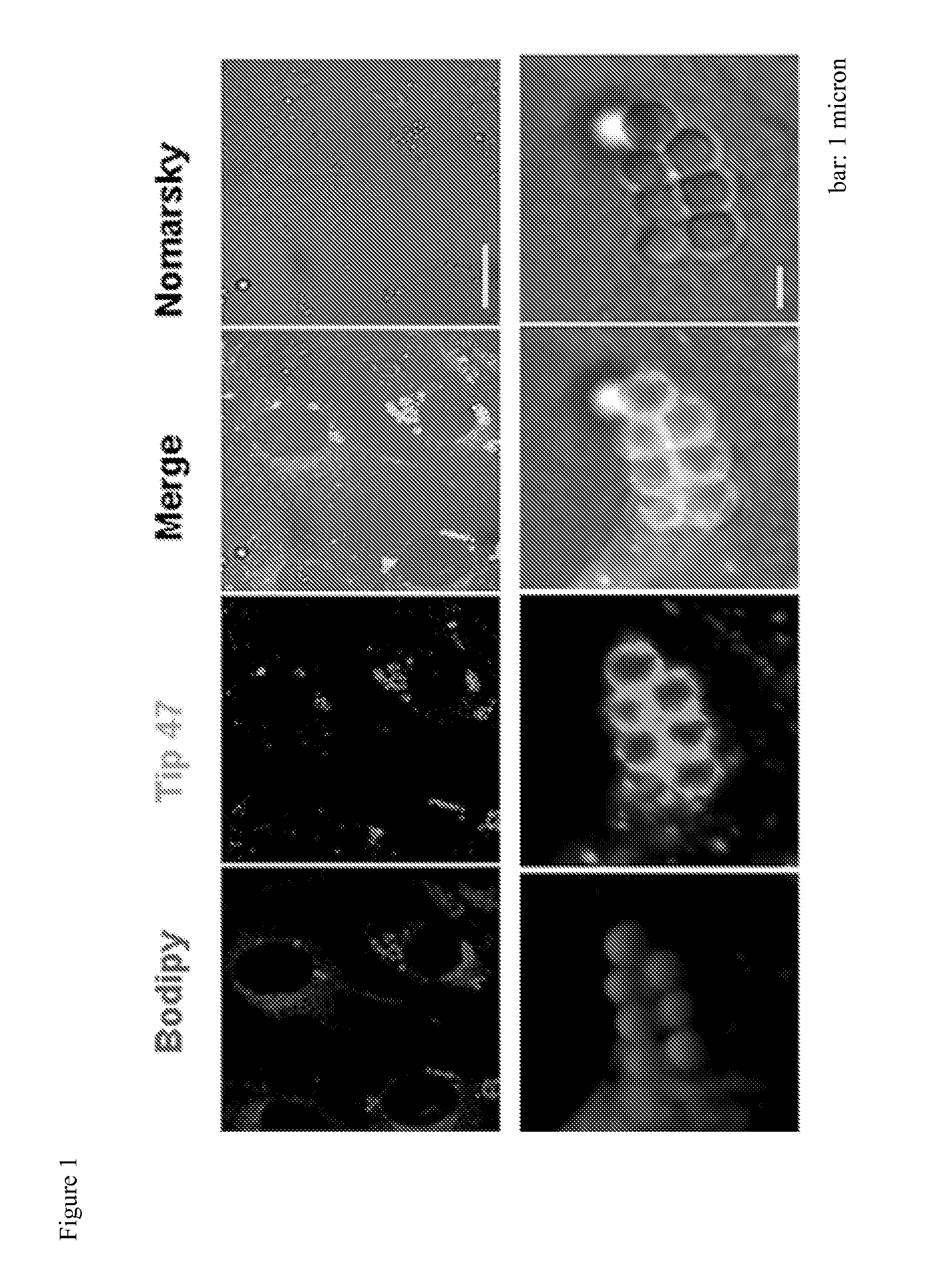 Method of measuring lipid droplets and applications of using the same