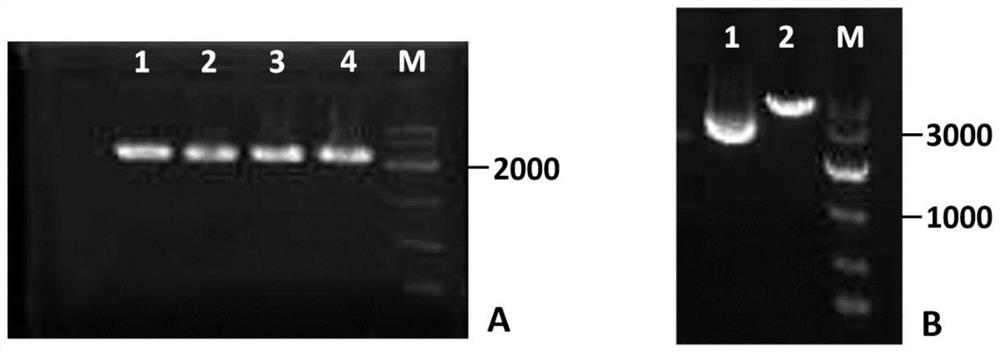 Application of ERK/mTOR signal path regulator to preparation of a drug for improving or treating neurodevelopmental disorder related diseases