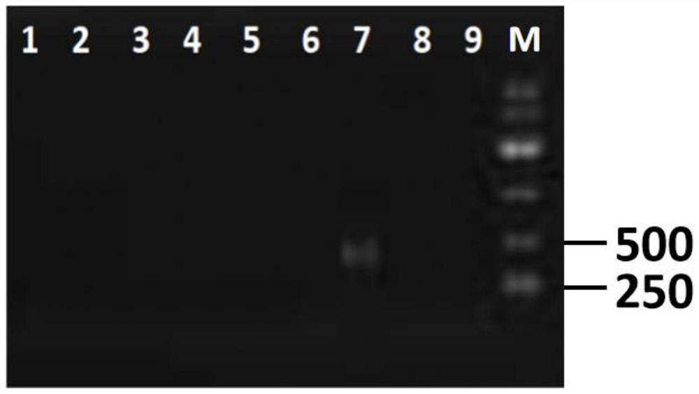 Application of ERK/mTOR signal path regulator to preparation of a drug for improving or treating neurodevelopmental disorder related diseases