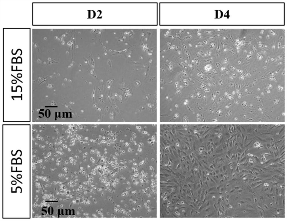 Separation method and culture medium for ricefield eel germline stem cells