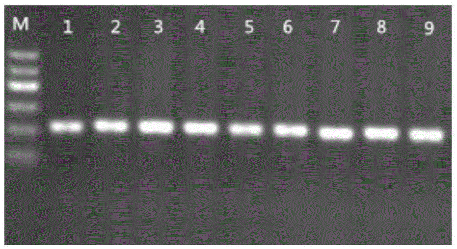 Method for measuring pig gene polymorphism and relevance between pig gene polymorphism and sow reproduction traits