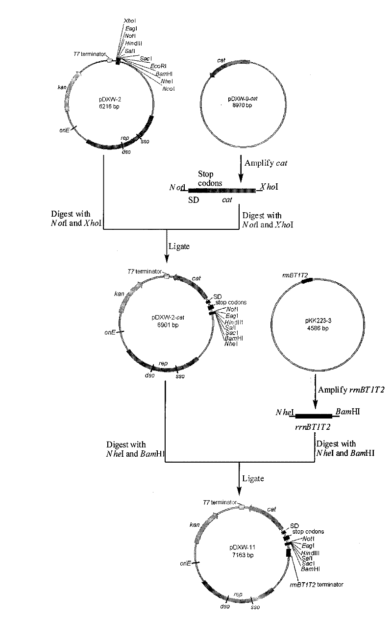 Corynebacterium promoter detection vector and construction method and application thereof