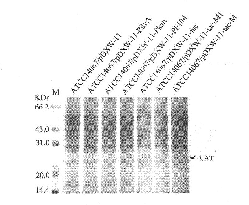 Corynebacterium promoter detection vector and construction method and application thereof