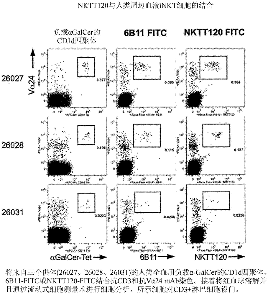 Humanized antibodies to iNKT