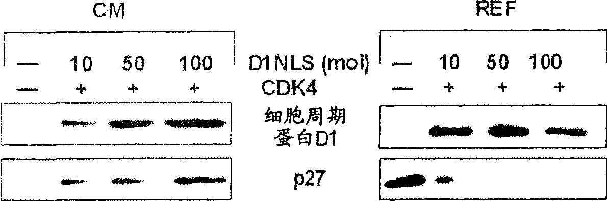 Method of growing myocardial cells