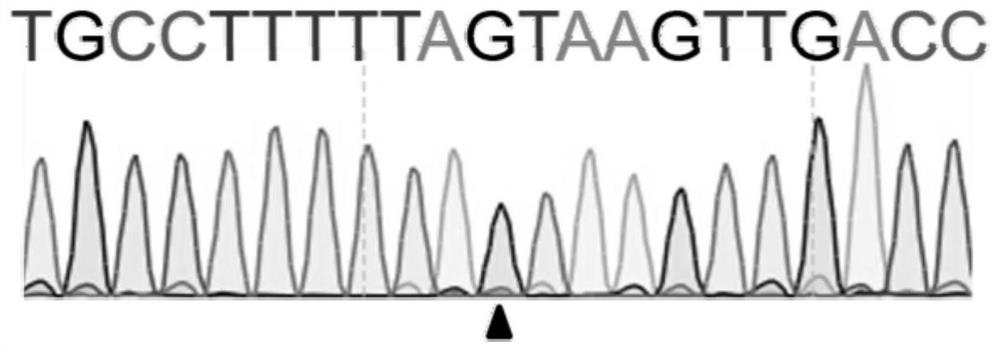 A mutant gene and its use for constructing a minipig model of ichthyosis variegata