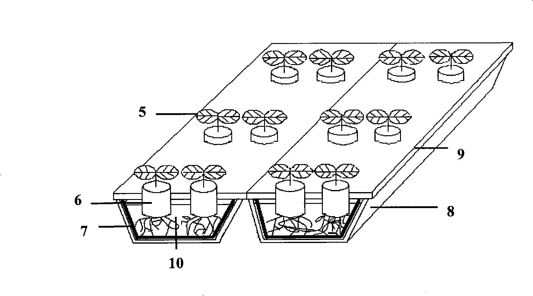Soilless capillary hydroponics rearing groove